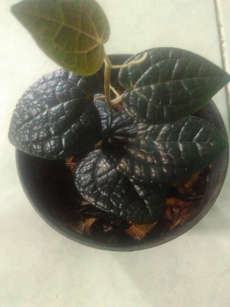 Detail Gambar Daun Sirih Hitam Asli Nomer 7