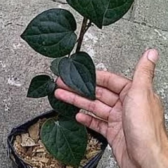 Detail Gambar Daun Sirih Hitam Putih Nomer 10