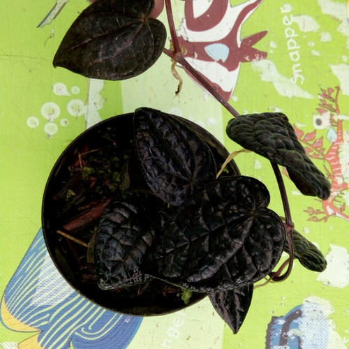 Detail Gambar Daun Sirih Hitam Putih Nomer 31