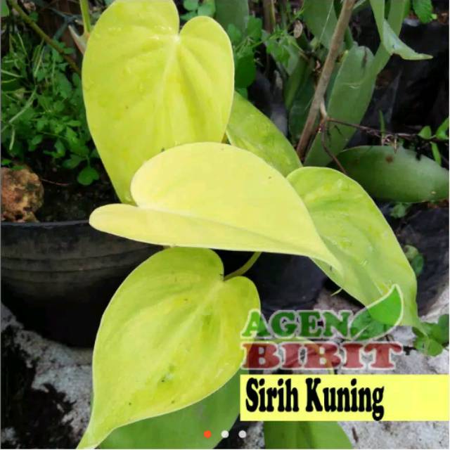 Detail Gambar Daun Sirih Kuning Nomer 5