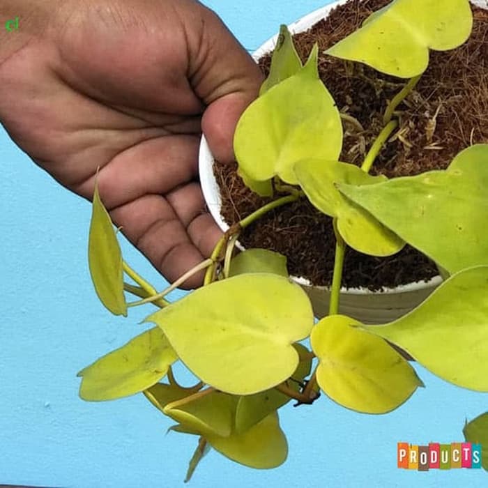 Detail Gambar Daun Sirih Kuning Nomer 47