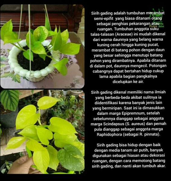 Detail Gambar Daun Sirih Kuning Nomer 55