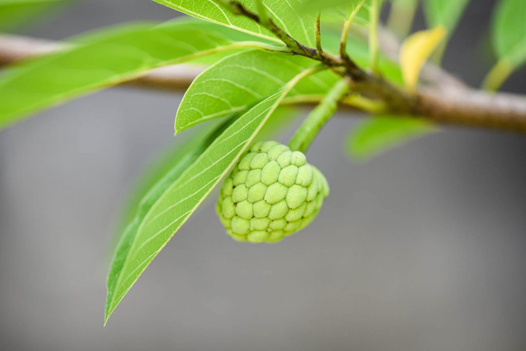 Detail Gambar Daun Sirsak Dan Buahnya Nomer 24