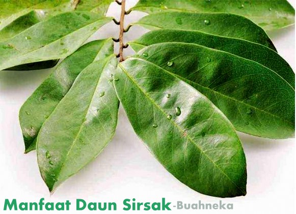 Detail Gambar Daun Sirsak Dan Buahnya Nomer 49