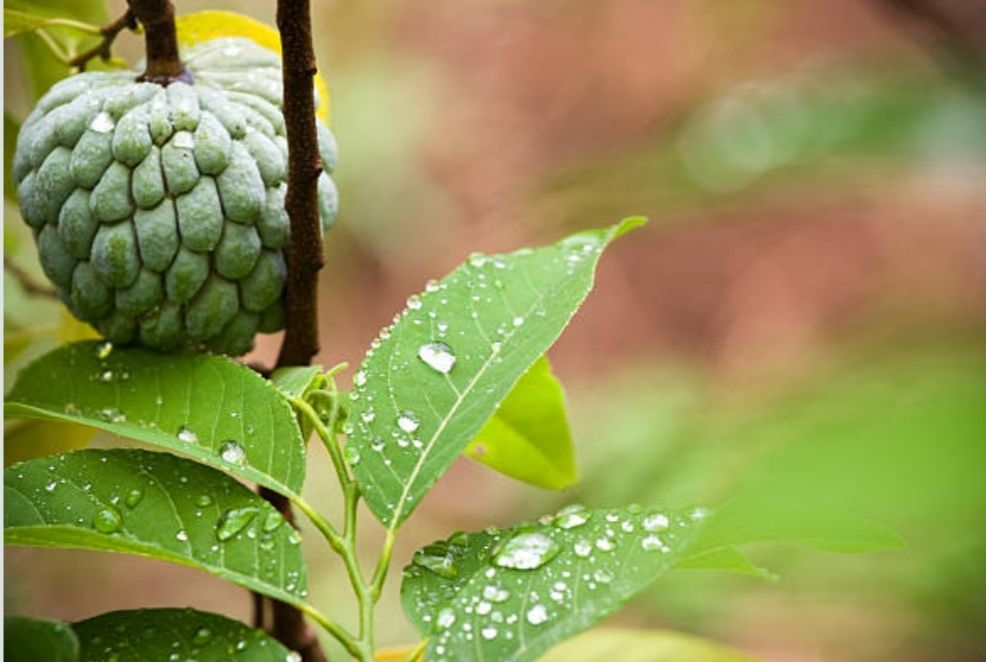 Detail Gambar Daun Sirsak Dan Daun Srikaya Nomer 3