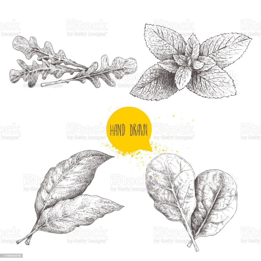 Detail Gambar Daun Sketsa Nomer 41