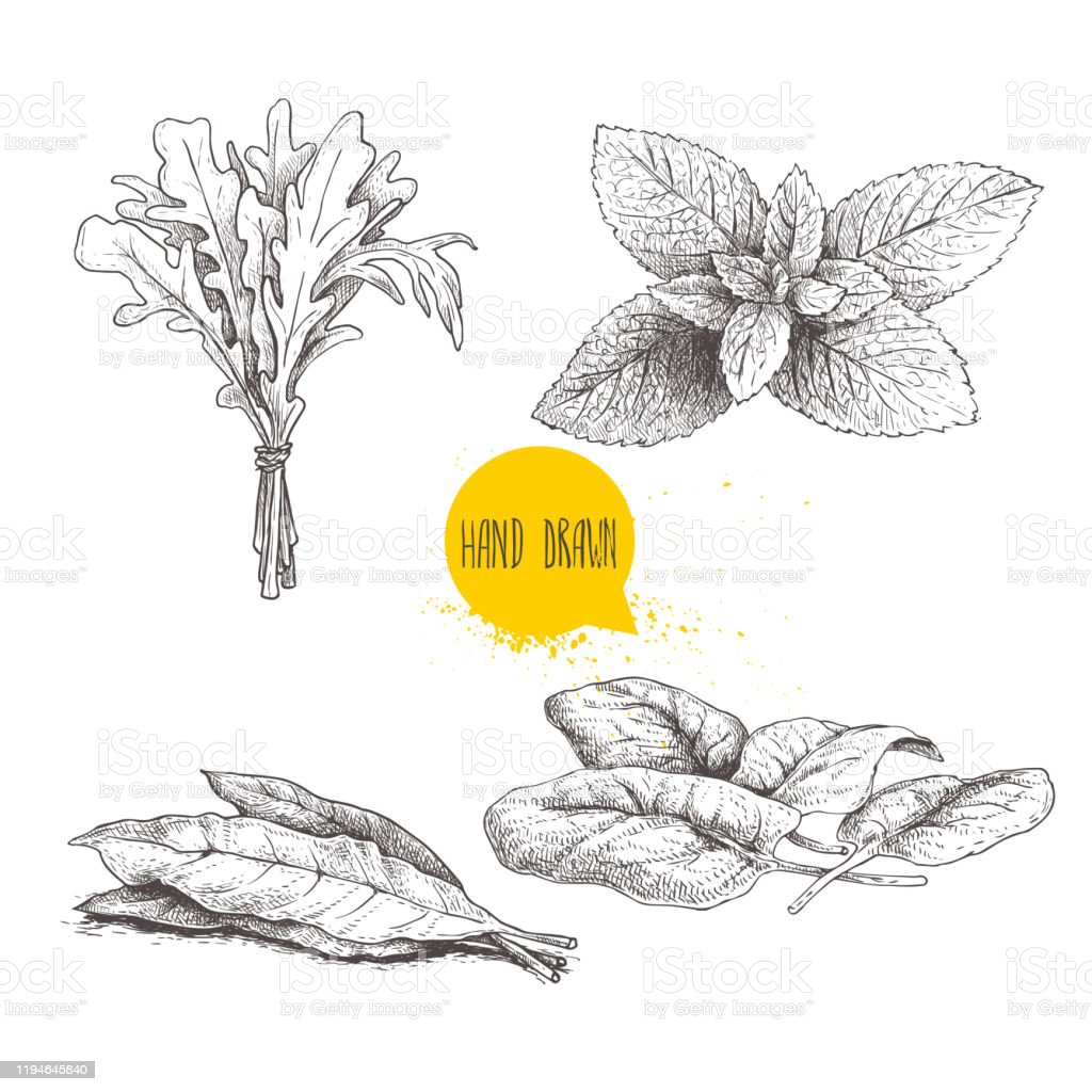 Detail Gambar Daun Sketsa Nomer 49