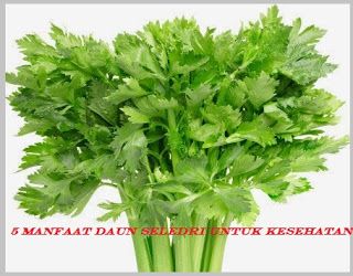 Detail Gambar Daun Sop Nomer 33