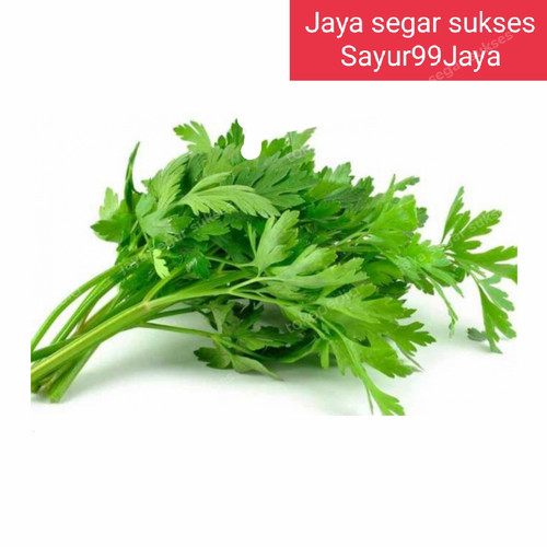 Detail Gambar Daun Sop Gambar Daun Seledri Nomer 7