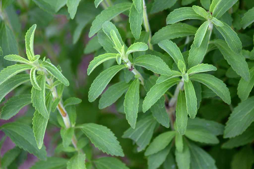 Detail Gambar Daun Stevia Nomer 2