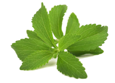 Detail Gambar Daun Stevia Nomer 11