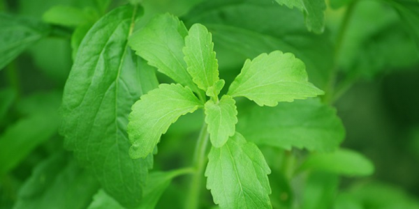 Detail Gambar Daun Stevia Nomer 15