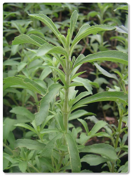 Detail Gambar Daun Stevia Nomer 16