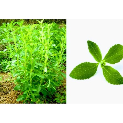 Detail Gambar Daun Stevia Nomer 31