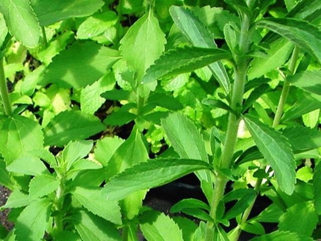 Detail Gambar Daun Stevia Nomer 32