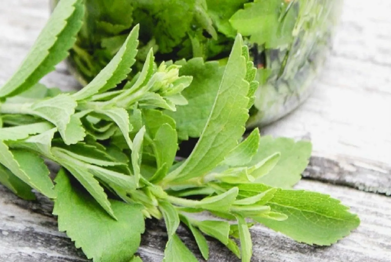 Detail Gambar Daun Stevia Nomer 40