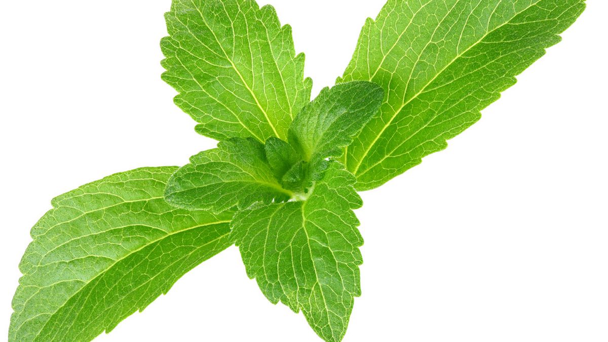 Detail Gambar Daun Stevia Nomer 6