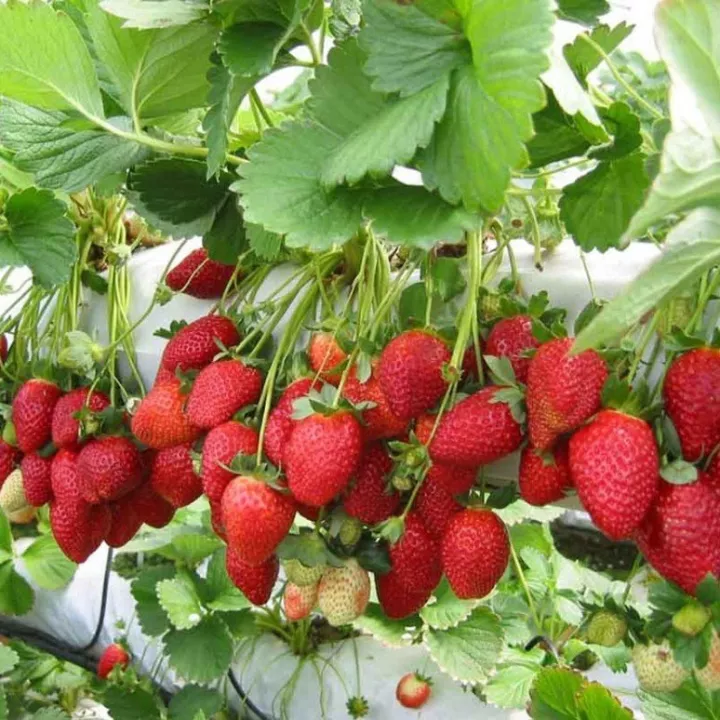 Detail Gambar Daun Stroberi Nomer 17