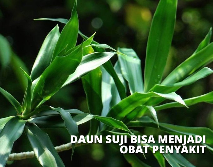 Detail Gambar Daun Suji Nomer 11