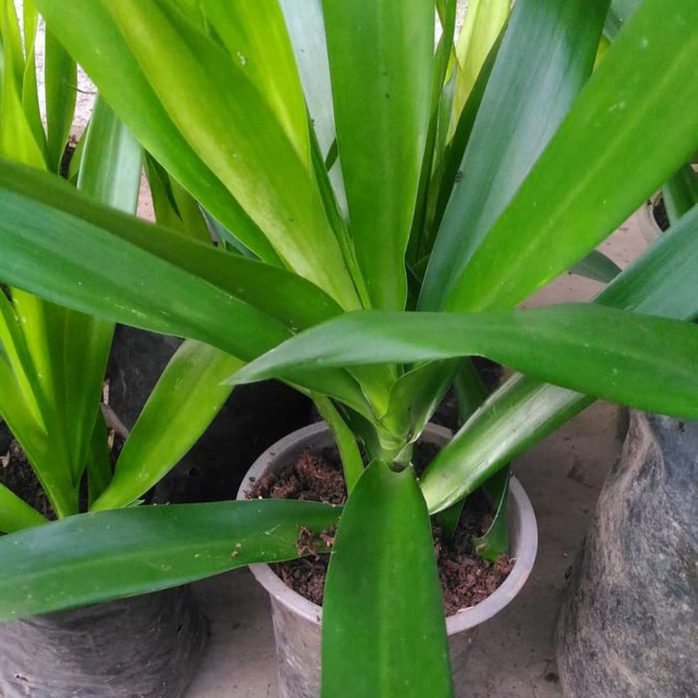 Detail Gambar Daun Suji Nomer 21