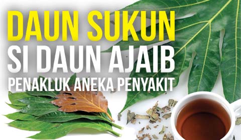 Detail Gambar Daun Sukun Nomer 29