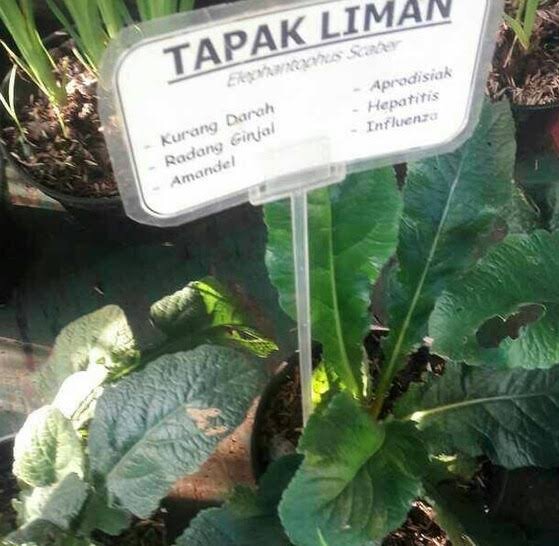 Detail Gambar Daun Tapak Liman Nomer 14