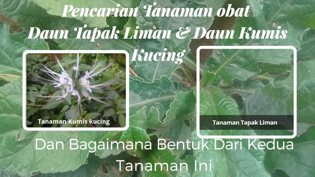 Detail Gambar Daun Tapak Liman Nomer 35