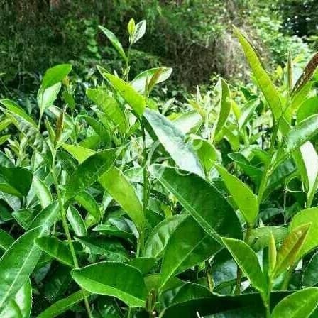 Detail Gambar Daun Teh Hijau Nomer 23