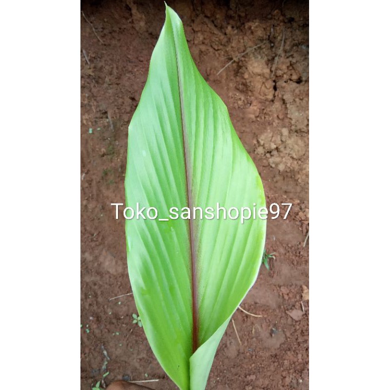 Detail Gambar Daun Temulawak Nomer 16