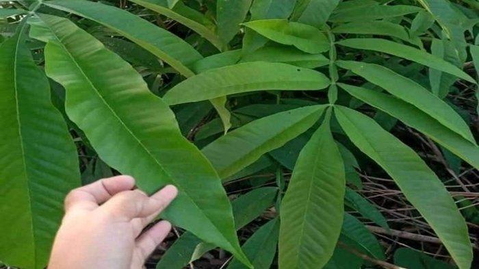 Detail Gambar Daun Temulawak Nomer 28