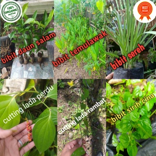 Detail Gambar Daun Temulawak Nomer 40