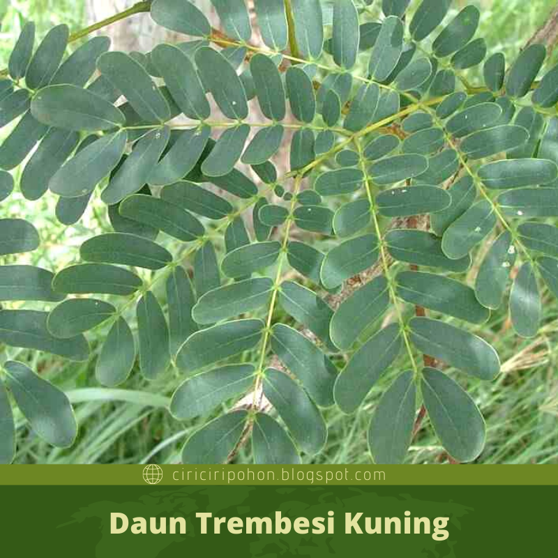 Detail Gambar Daun Trembesi Nomer 4