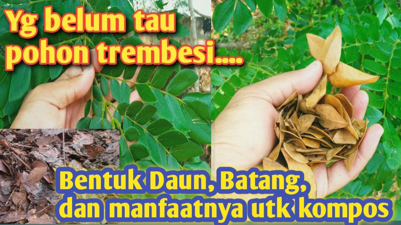 Detail Gambar Daun Trembesi Nomer 32