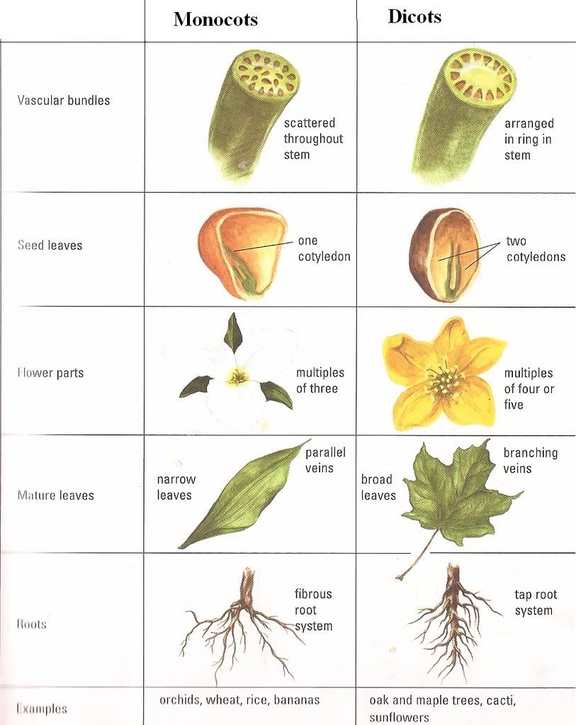 Detail Gambar Daun Tumbuhan Dikotil Nomer 13