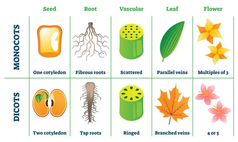 Detail Gambar Daun Tumbuhan Dikotil Nomer 3