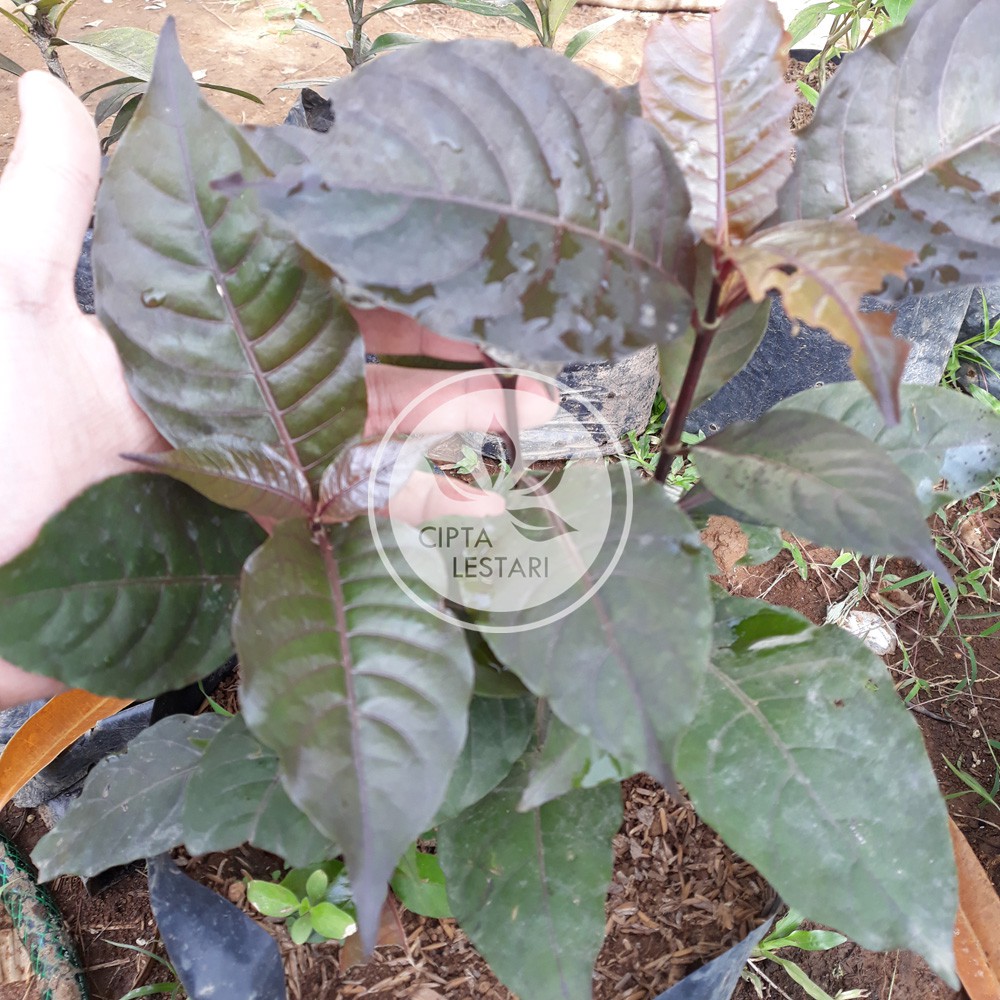 Detail Gambar Daun Ungu Nomer 42