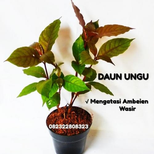 Detail Gambar Daun Ungu Asli Nomer 22