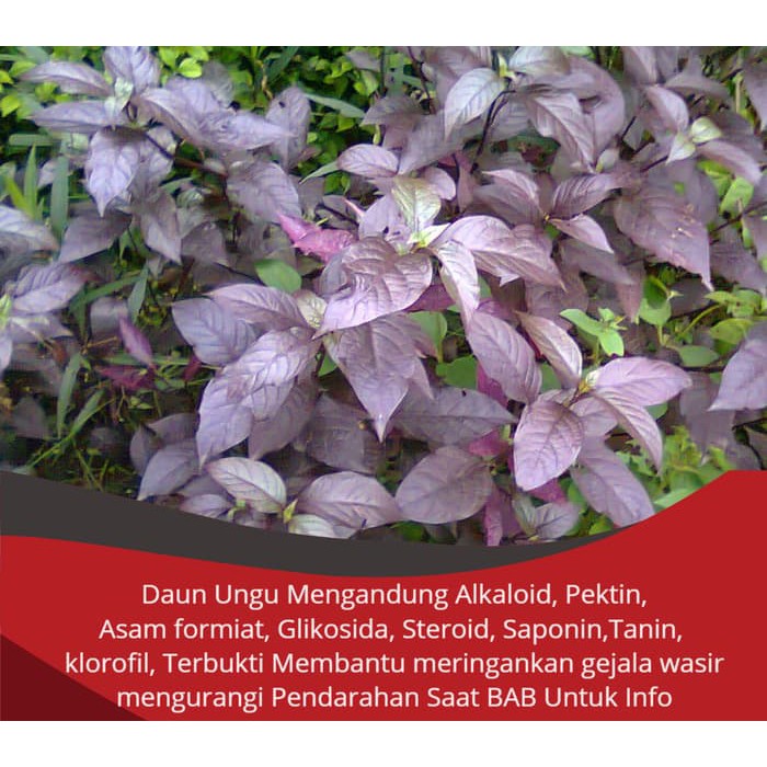 Detail Gambar Daun Ungu Untuk Ambeien Nomer 28