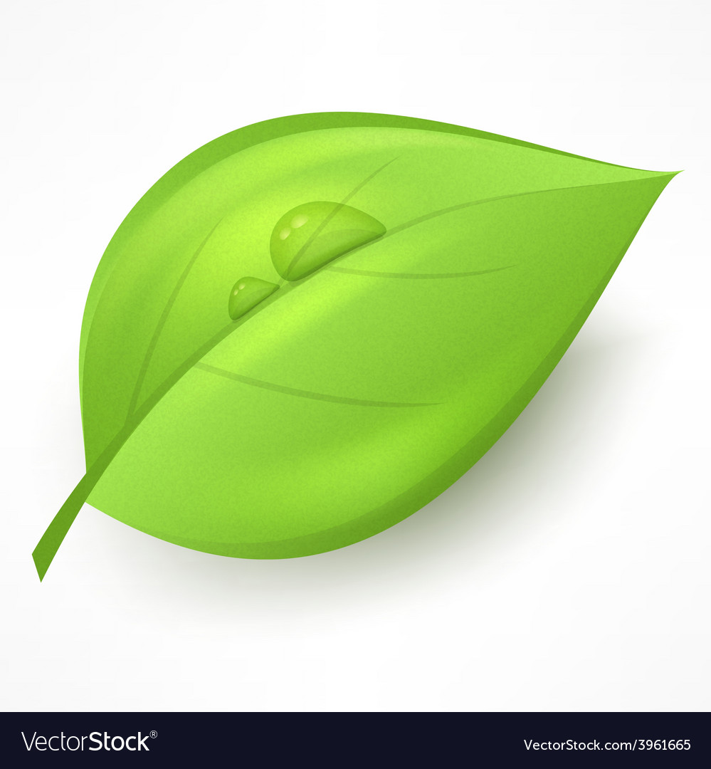 Detail Gambar Daun Vector Nomer 18