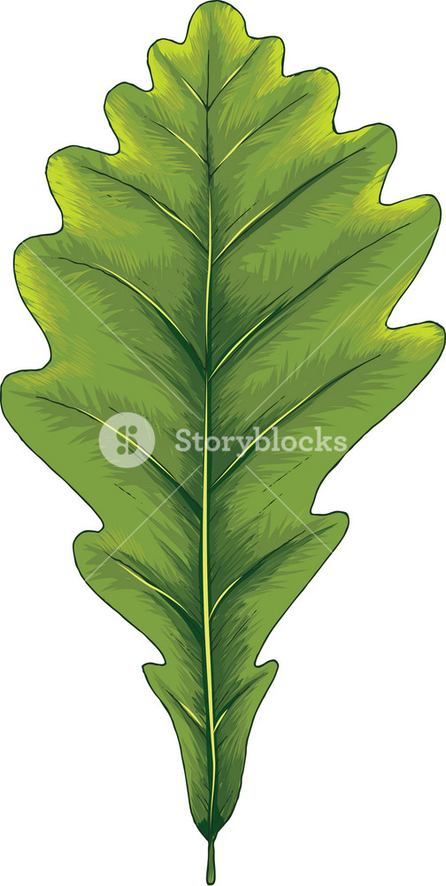 Detail Gambar Daun Vector Nomer 46