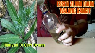 Detail Gambar Daun Walang Sangit Nomer 50