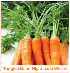 Detail Gambar Daun Wortel Nomer 25