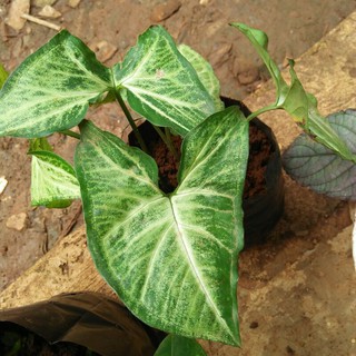 Detail Gambar Daun Yang Bagus Nomer 22