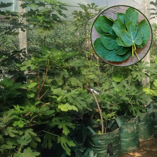 Detail Gambar Daun Yang Bagus Nomer 33