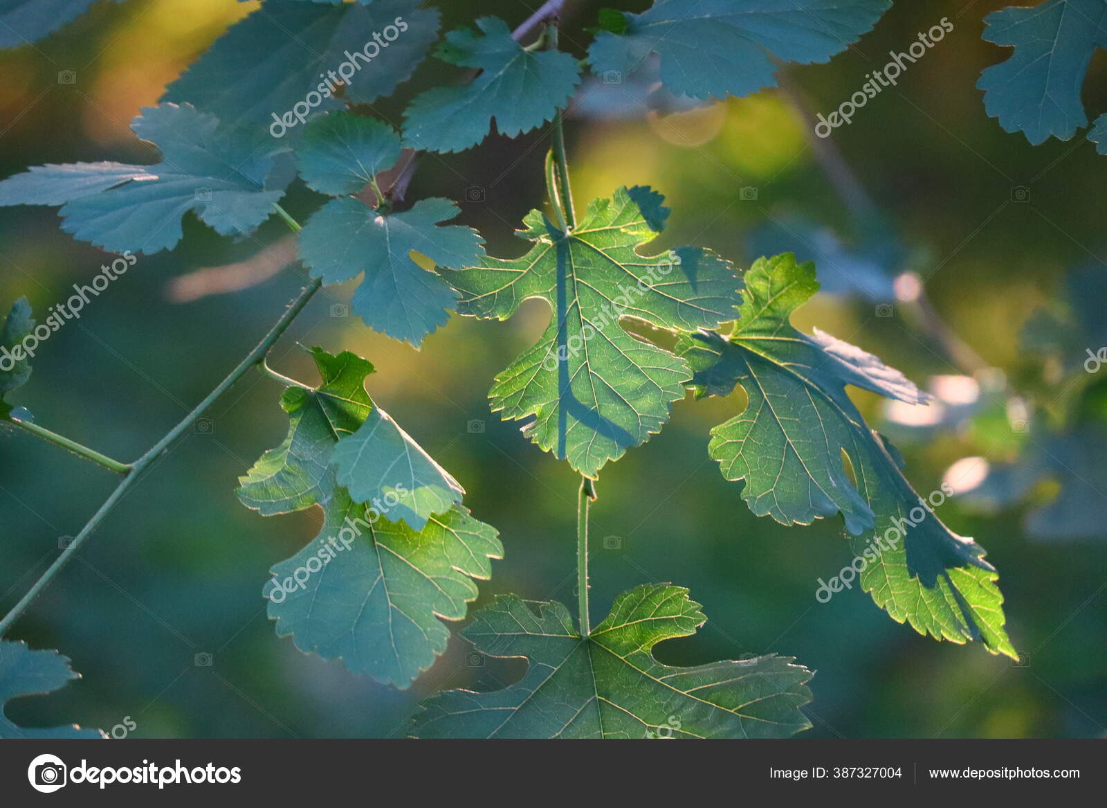 Detail Gambar Daun Yang Indah Nomer 16