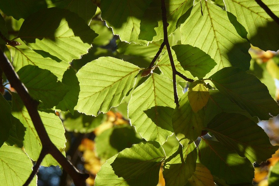 Detail Gambar Daun Yang Indah Nomer 7