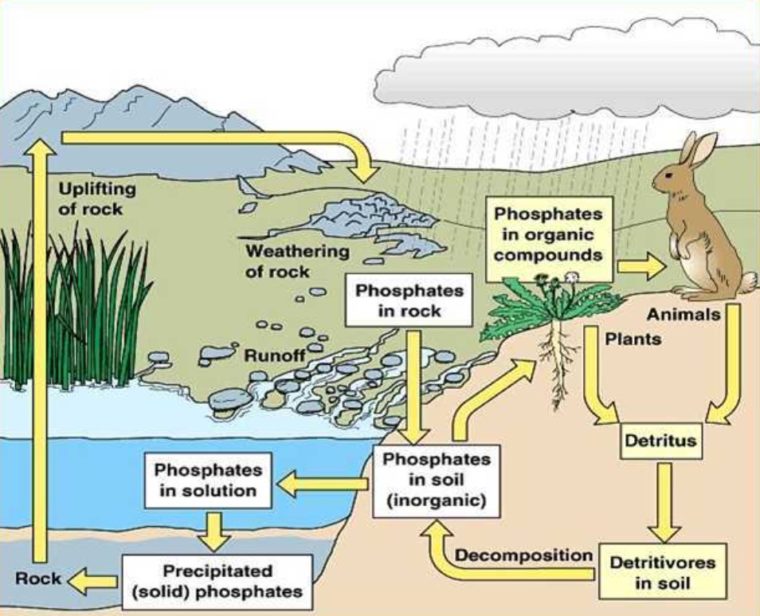 Detail Gambar Daur Biogeokimia Nomer 11