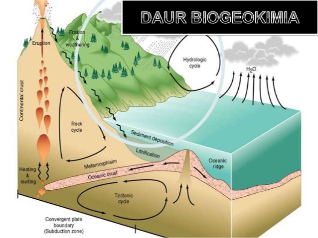 Detail Gambar Daur Biogeokimia Nomer 14