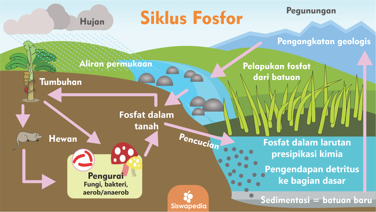 Detail Gambar Daur Biogeokimia Nomer 15