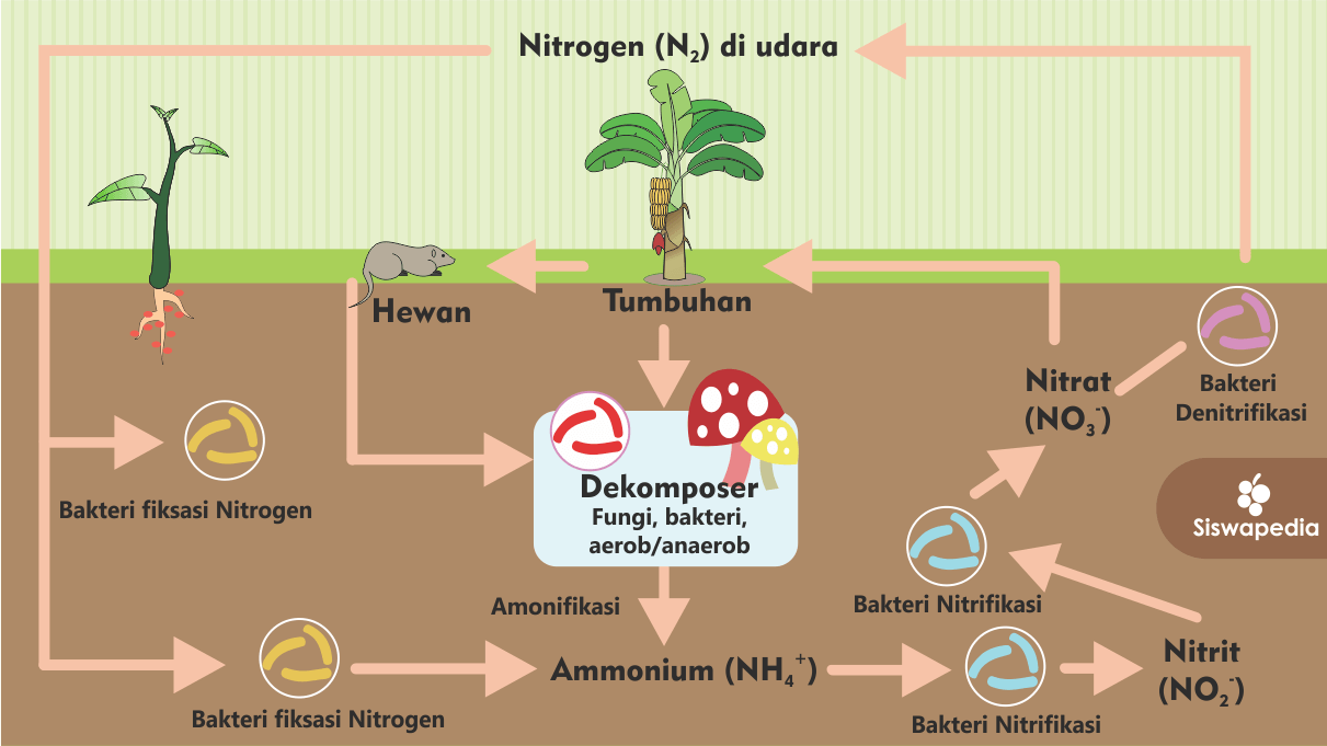 Detail Gambar Daur Biogeokimia Nomer 3